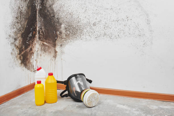 Mold Testing and Removal in Dobbs Ferry, NY