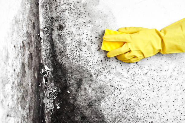 Best Toxic Mold Removal  in Dobbs Ferry, NY