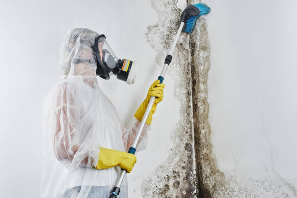 Best Professional Mold Removal  in Dobbs Ferry, NY