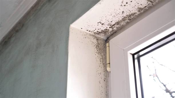 Best Crawl Space Mold Removal  in Dobbs Ferry, NY