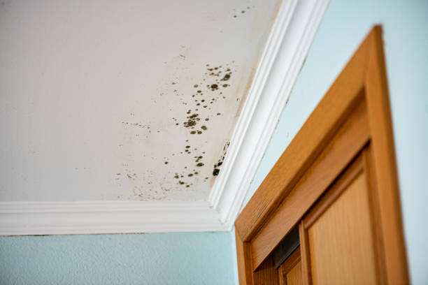 Best Office Mold Removal Services  in Dobbs Ferry, NY