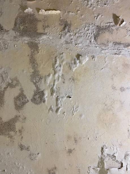 Best Toxic Mold Removal  in Dobbs Ferry, NY