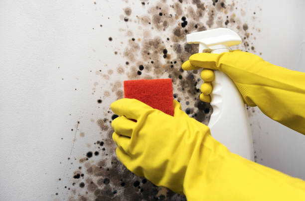 Best Fast Mold Removal  in Dobbs Ferry, NY