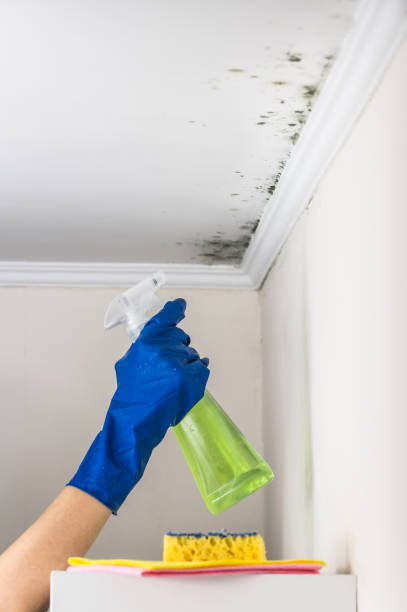 Professional Mold Removal in Dobbs Ferry, NY